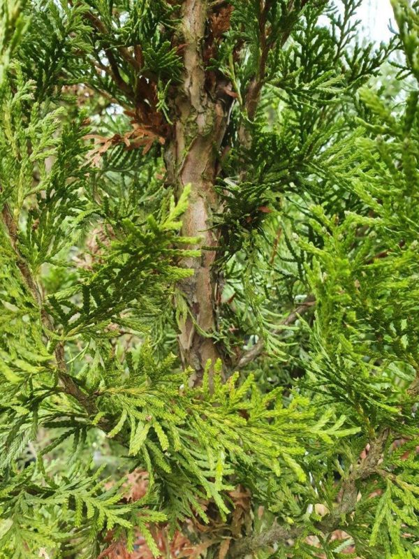 LIBOCEDRUS bidwillii - NZ Native Southern Cedar or Pahautea