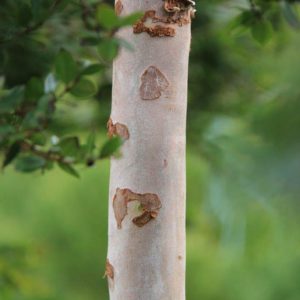 LUMA apiculata – Chilean Myrtle