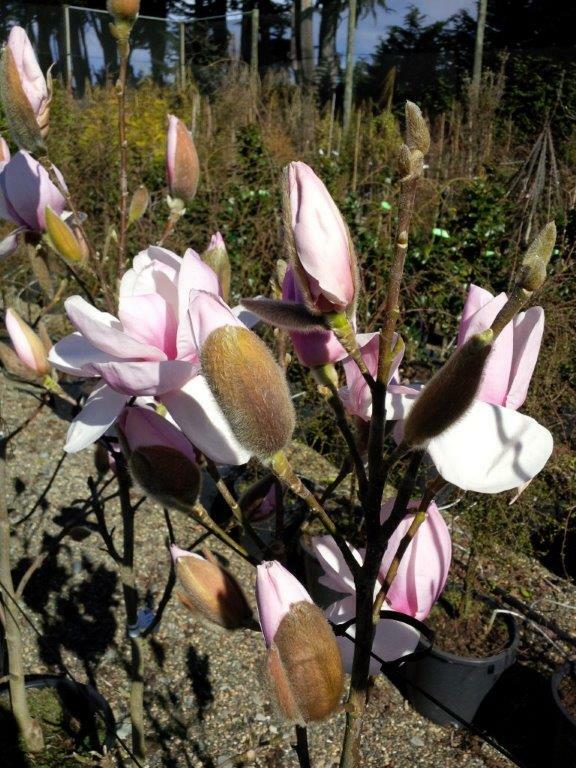 MAGNOLIA Iolanthe - Pink Flowering Magnolia