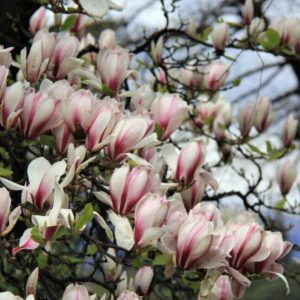 MAGNOLIA soulangeana – Tulip Magnolia