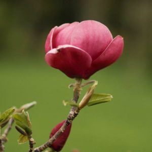 MAGNOLIA ‘Ians Red’ – Deciduous Magnolia
