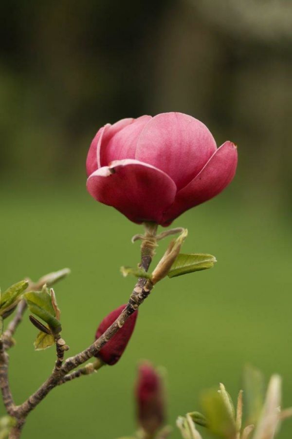 MAGNOLIA Ians Red - Deciduous Magnolia