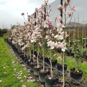 MAGNOLIA Iolanthe – Pink Flowering Magnolia