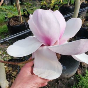 MAGNOLIA Iolanthe – Pink Flowering Magnolia
