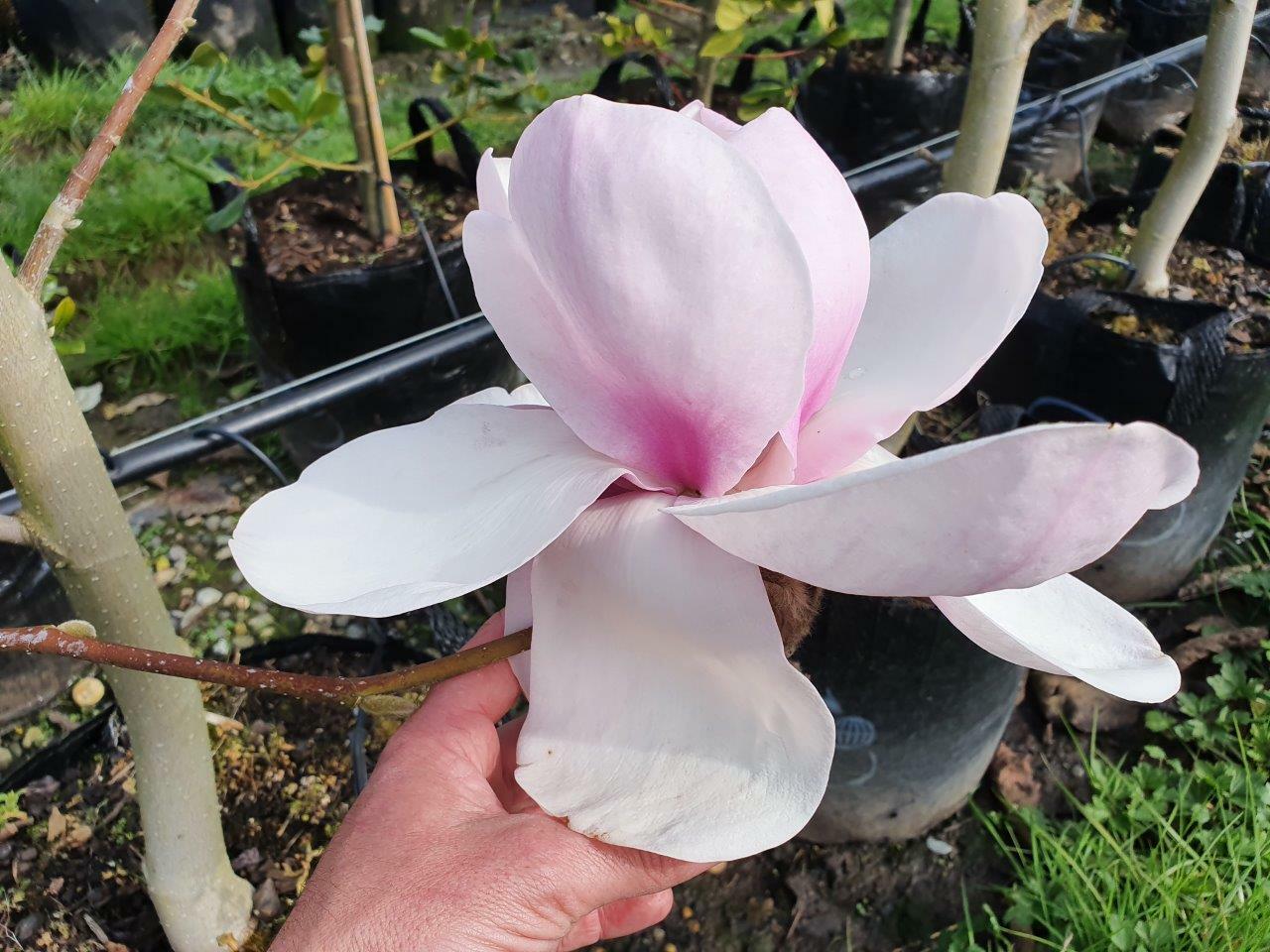 MAGNOLIA Iolanthe - Pink Flowering Magnolia