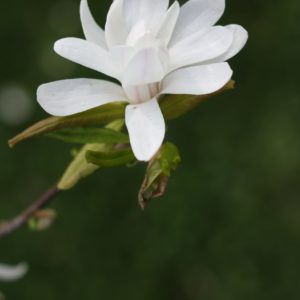 MAGNOLIA stellata – Star Magnolia