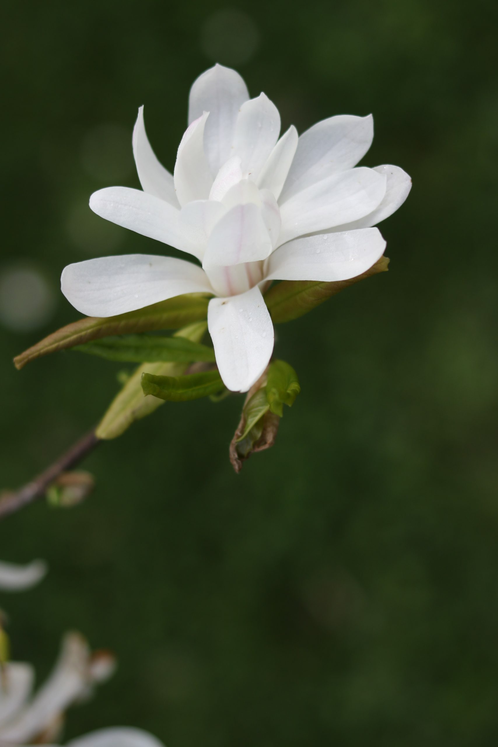 MAGNOLIA stellata - Star Magnolia