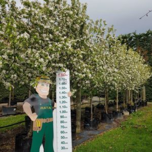 MALUS Arrows Gold – Yellow Fruiting Crabapple