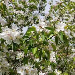 MALUS Arrows Gold – Yellow Fruiting Crabapple