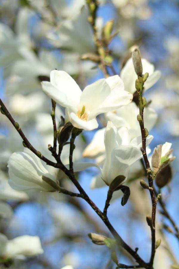 MAGNOLIA denudata - Yulan Magnolia