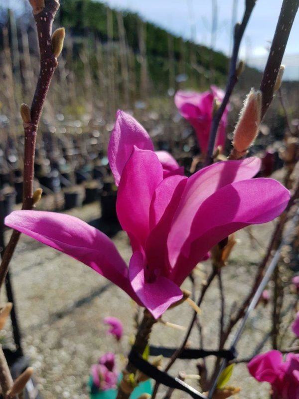 MAGNOLIA 'Susan' - Red Flowering Magnolia