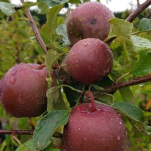 APPLE ‘Braeburn/Fuji/Granny Smith/Royal Gala’ – Apple Trees