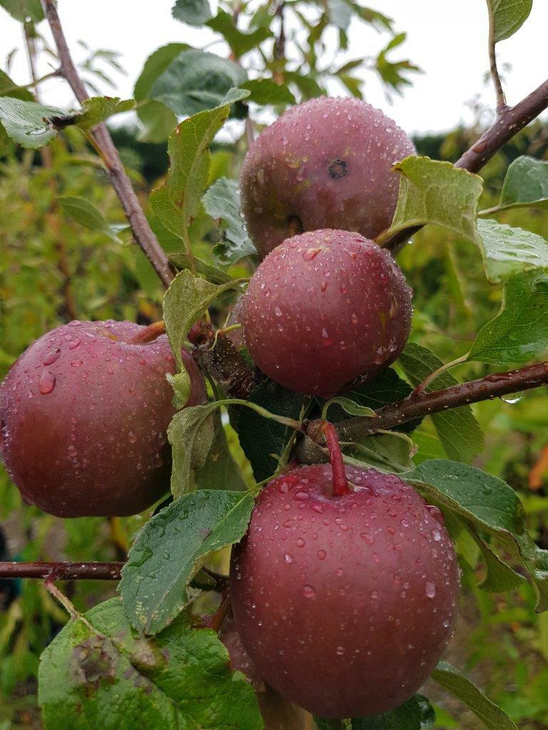 APPLE 'Braeburn/Fuji/Granny Smith/Royal Gala' - Apple Trees