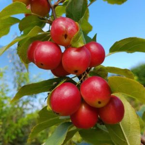 MALUS Gorgeous – Fruiting Crabapple