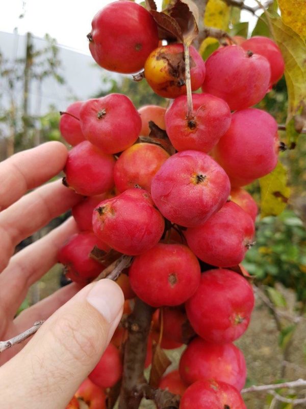 MALUS Jelly King - Fruiting Crabapple