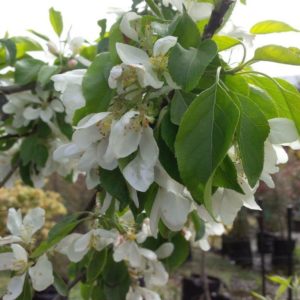 MALUS Jelly King – Fruiting Crabapple