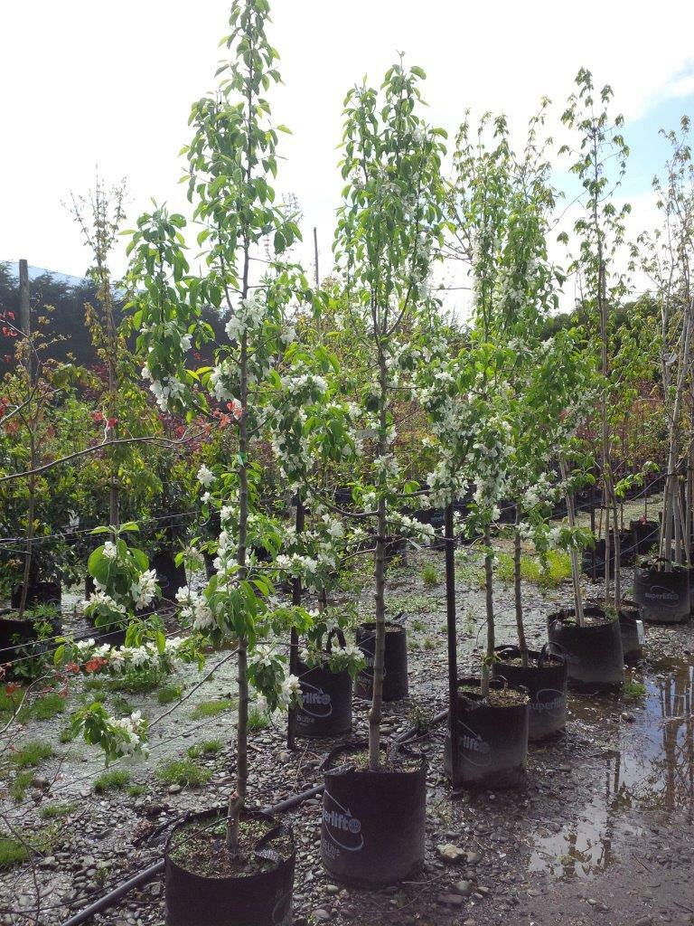 MALUS Jelly King Fruiting Crabapple Easy Big Trees NZ