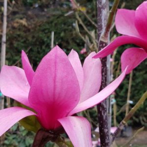 MAGNOLIA ‘Strawberry Fields’ – Red Flowering Magnolia