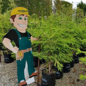 PICEA abies – Compact Spruce