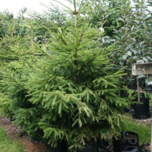 PICEA abies – Compact Spruce