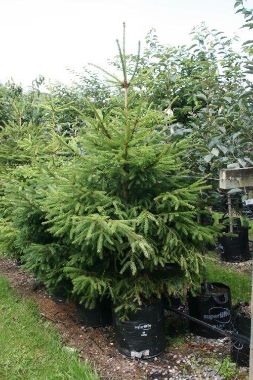 PICEA abies - Compact Spruce