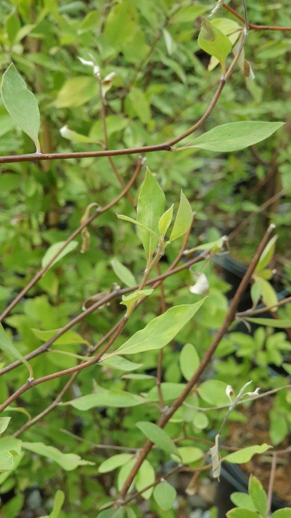 OLEARIA fragrantissima - Scented Tree Daisy