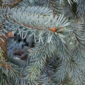 PICEA pungens ‘Baby Blue’ – Dwarf Blue Colorado Spruce