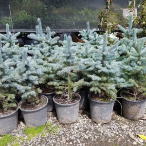 PICEA pungens ‘Baby Blue’ – Dwarf Blue Colorado Spruce