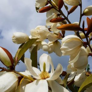 MICHELIA ‘Lemon Fragrant’ – White Flowering Michelia