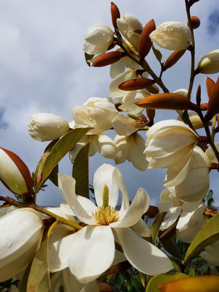 MICHELIA 'Lemon Fragrant' - White Flowering Michelia