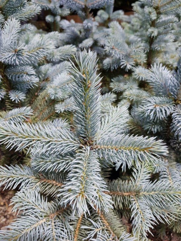 PICEA pungens 'Baby Blue' - Dwarf Blue Colorado Spruce
