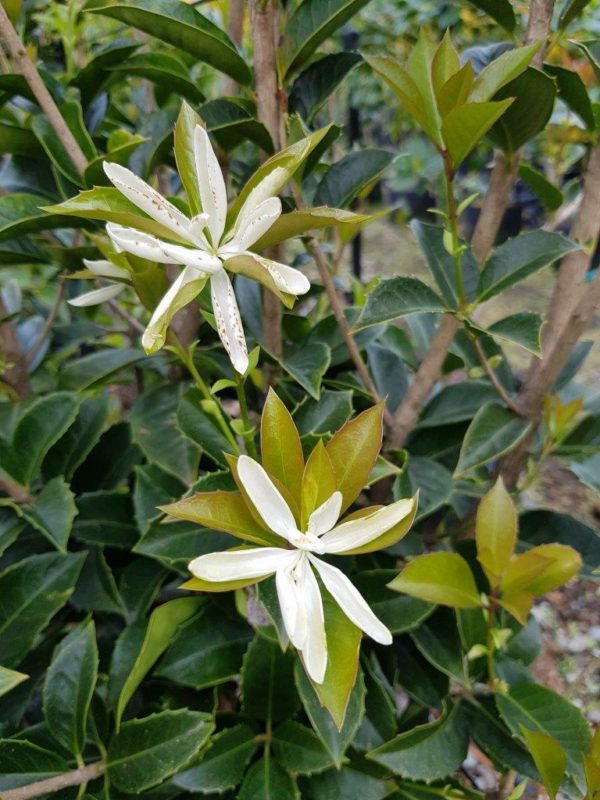 OSMANTHUS fragrans - Sweet Olive
