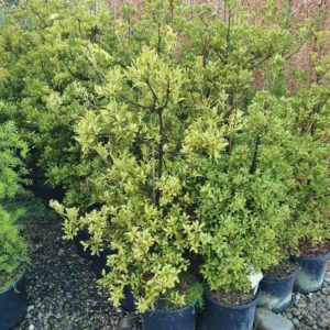 PHYLLOCLADUS alpinus – NZ Celery Pine