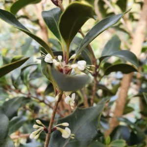 OSMANTHUS heterophyllus ‘Purpurea’ – Purple Sweet Olive
