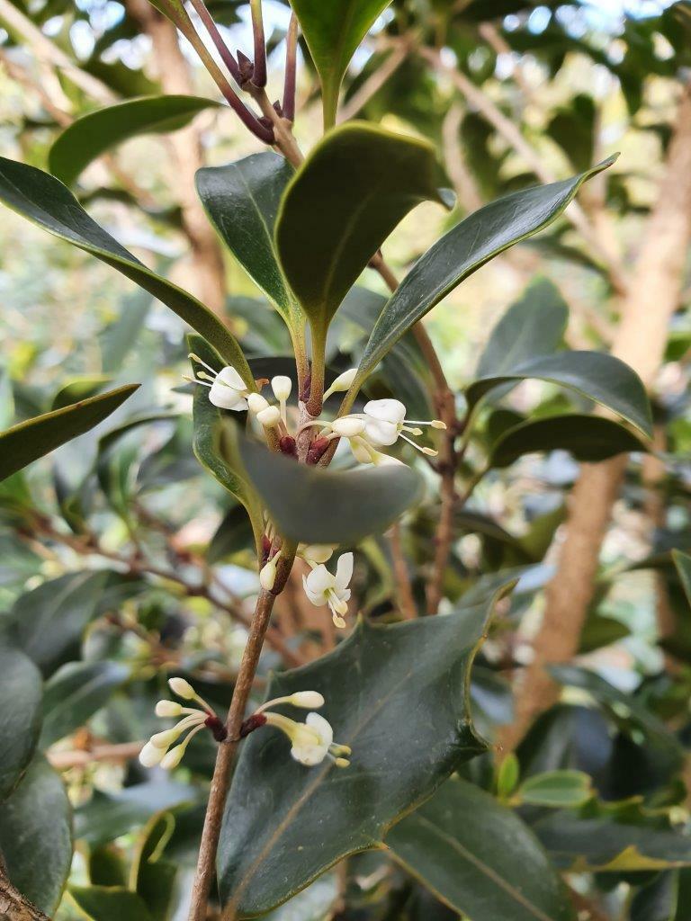 OSMANTHUS heterophyllus 'Purpurea' - Purple Sweet Olive