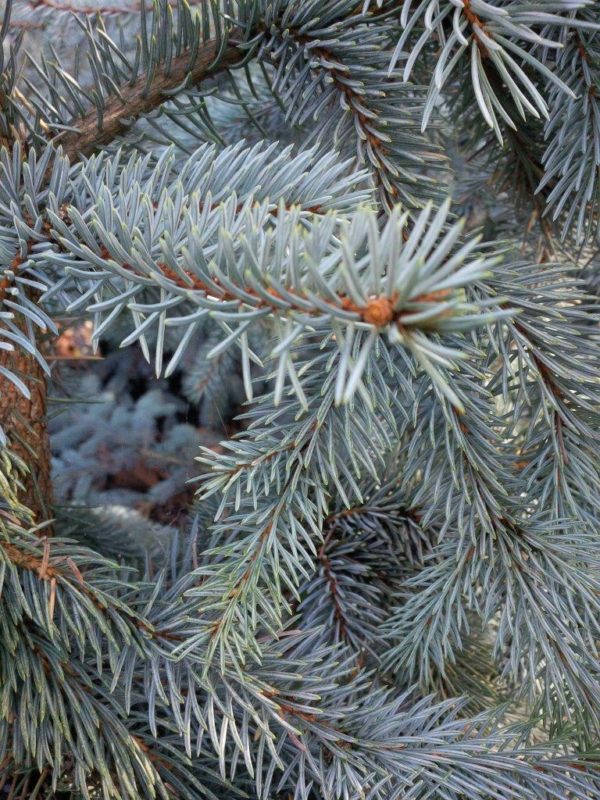 PICEA pungens 'Kosters Blue' - Blue Colorado Spruce