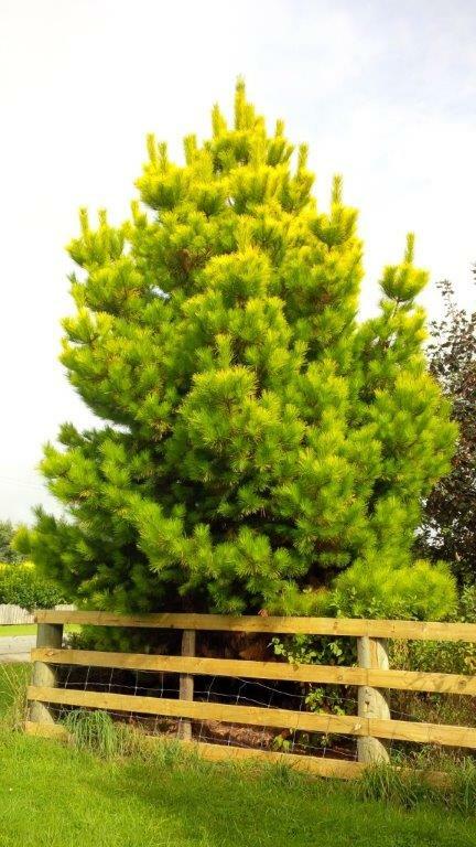 PINUS radiata 'Aurea' - Golden Pine