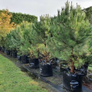 PINUS pinea – Italian Stone Pine