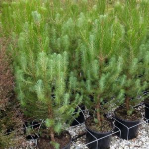 PINUS pinea – Italian Stone Pine