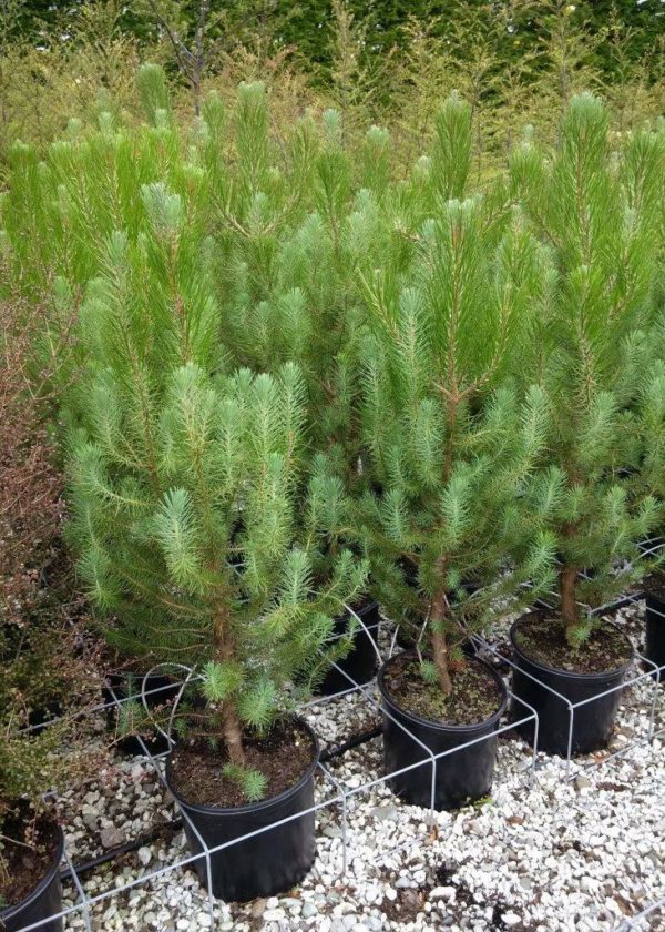 PINUS pinea - Italian Stone Pine