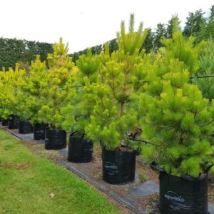 PINUS radiata ‘Aurea’ – Golden Pine