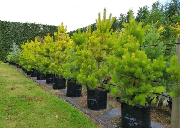 PINUS radiata 'Aurea' - Golden Pine