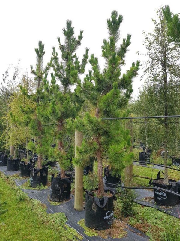 PINUS thunbergii - Japanese Pine