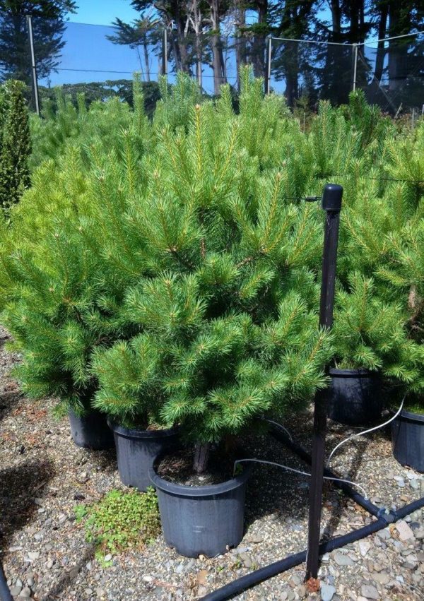 PINUS sylvestris - Scots Pine