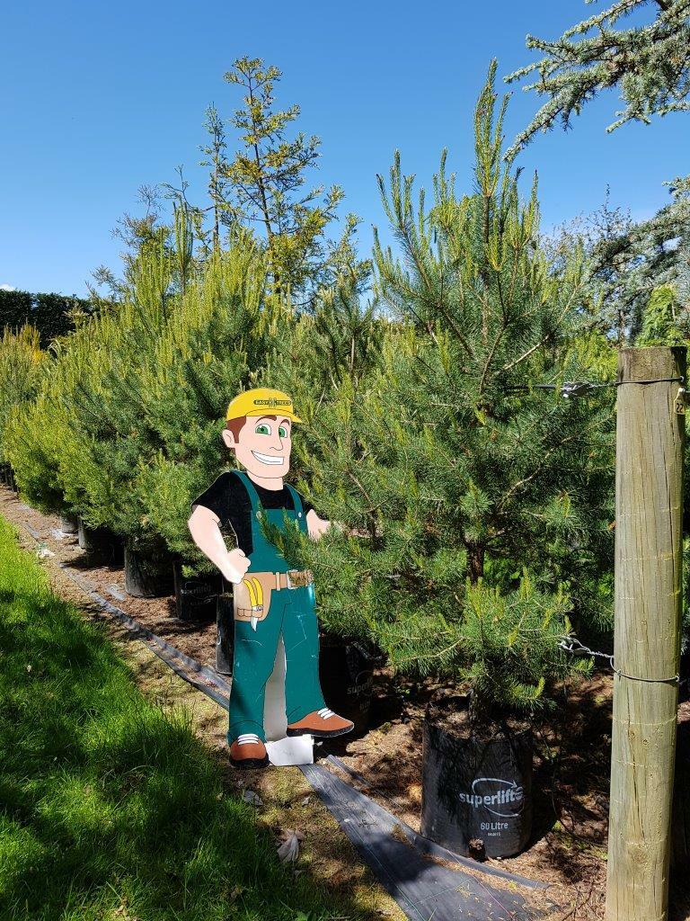 PINUS sylvestris - Scots Pine