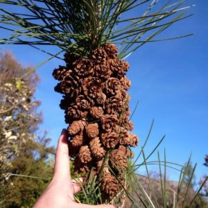 PINUS thunbergii – Japanese Pine