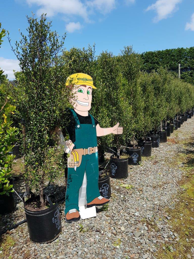 PITTOSPORUM tenuifolium 'Spire' - Upright Native Pittosporum (Kohuhu)