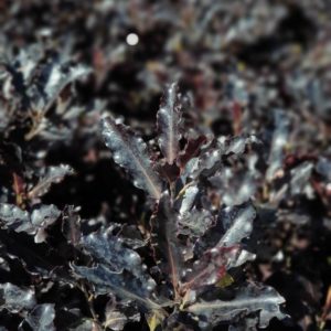 PITTOSPORUM tenuifolium ‘Black Magic’ – Purple Native Pittosporum (Kohuhu)
