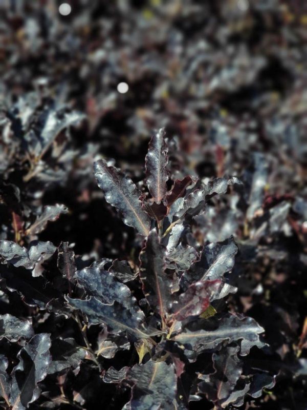 PITTOSPORUM tenuifolium 'Black Magic' - Purple Native Pittosporum (Kohuhu)