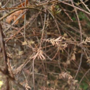 PRUMNOPITYS taxifolia – NZ Native Matai